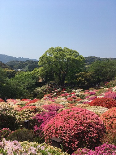f:id:momotoyuin:20190421003240j:plain