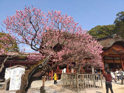 f:id:momotoyuin:20210224172510j:plain