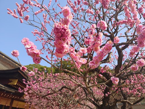 f:id:momotoyuin:20210224172514j:plain