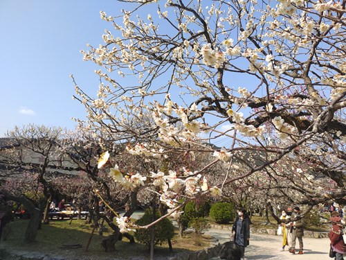 f:id:momotoyuin:20210224172536j:plain
