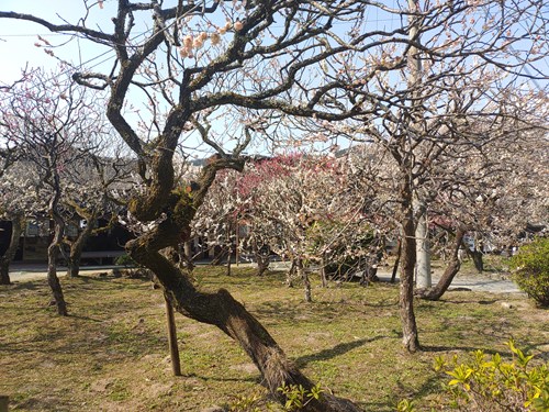 f:id:momotoyuin:20210224172539j:plain