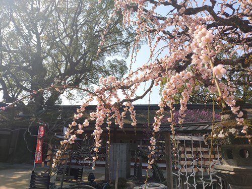 f:id:momotoyuin:20210224172627j:plain