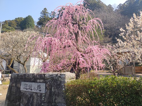 f:id:momotoyuin:20210224172746j:plain