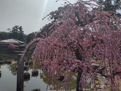 f:id:momotoyuin:20210224172757j:plain